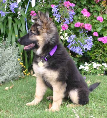 Dreamcatcher fashion german shepherd rescue